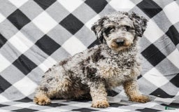 Cavapoo dogs for sale: Grace - Image 6