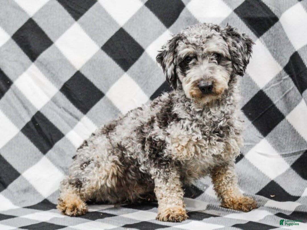 Cavapoo dogs for sale: Grace - Image 6