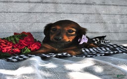 Miniature Dachshund dogs for sale: Miniature Dachshund 5 puppies - Image 15