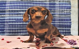 Miniature Dachshund dogs for sale: Twinkle - Image 16