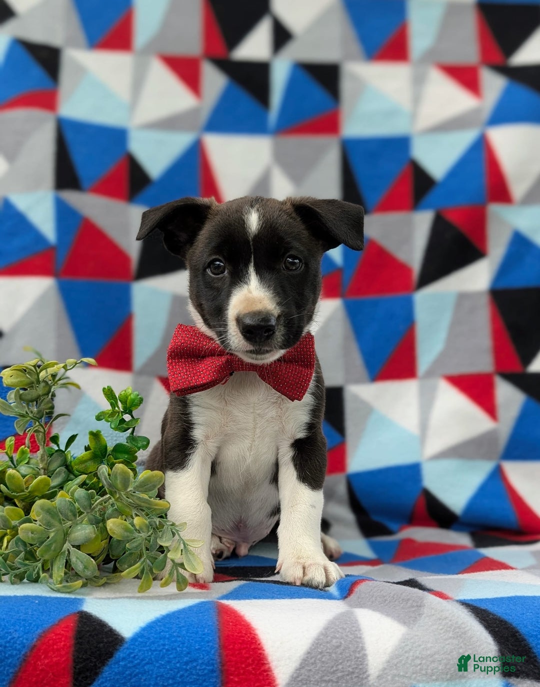 Jack Russell Terrier dogs for sale: Markey - Image 3
