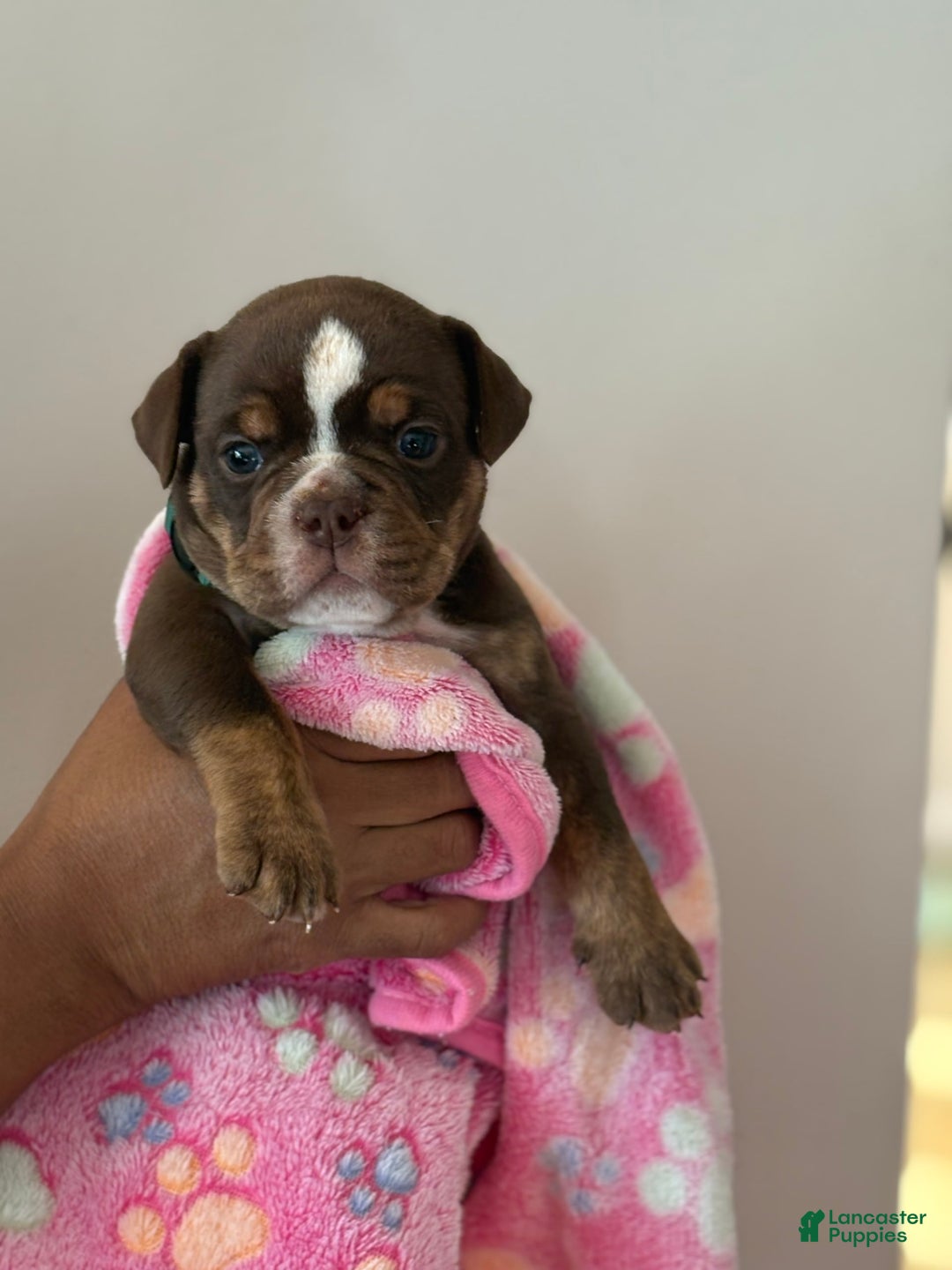 English Bulldog dogs for sale: English Bulldog 4 puppies - Image 3