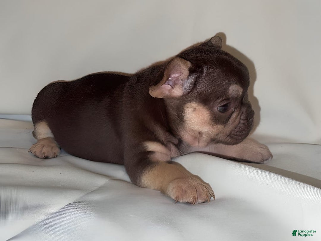 French Bulldog dogs for sale: Nova - Image 12