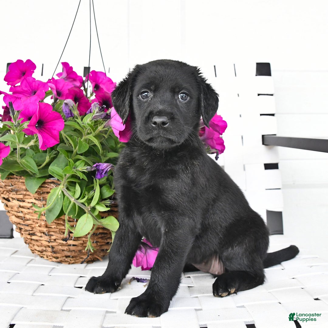 Labrador Retriever dogs for sale: Lassie - Image 1