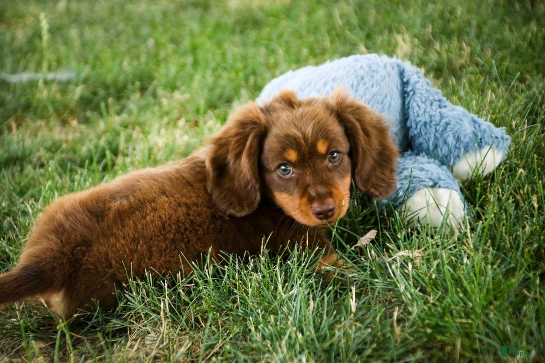 Miniature Dachshund dogs for sale: Harry - Image 2