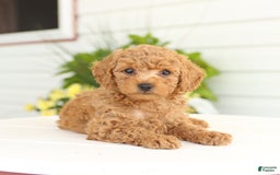 Miniature Poodle dogs for sale: Neva - Image 5