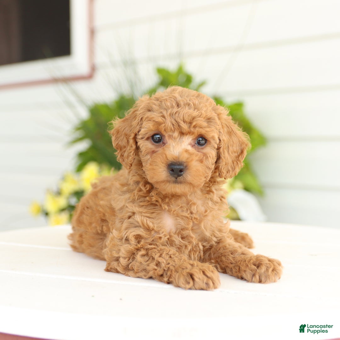 Miniature Poodle dogs for sale: Neva - Image 5