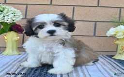 Teddy Bear dogs for sale: Teddy Bear 5 puppies - Image 1