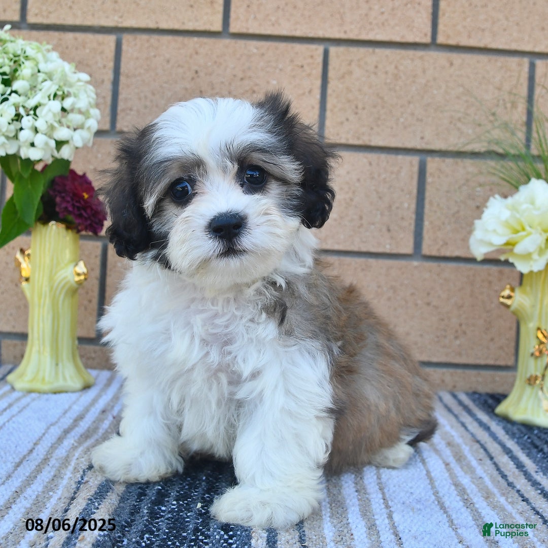 Teddy Bear dogs for sale: Teddy Bear 5 puppies - Image 1