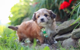Morkie dogs for sale: Jesse - Image 8