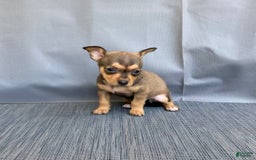 Chihuahua dogs for sale: Remi - Image 1