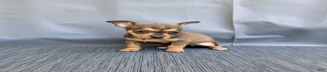Remi