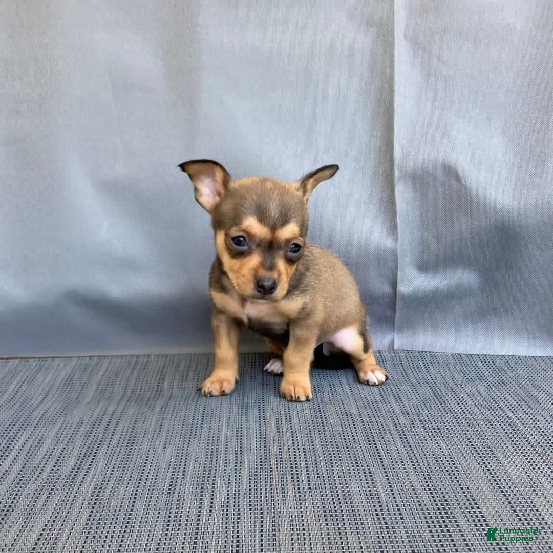 Chihuahua dogs for sale: Remi - Image 1