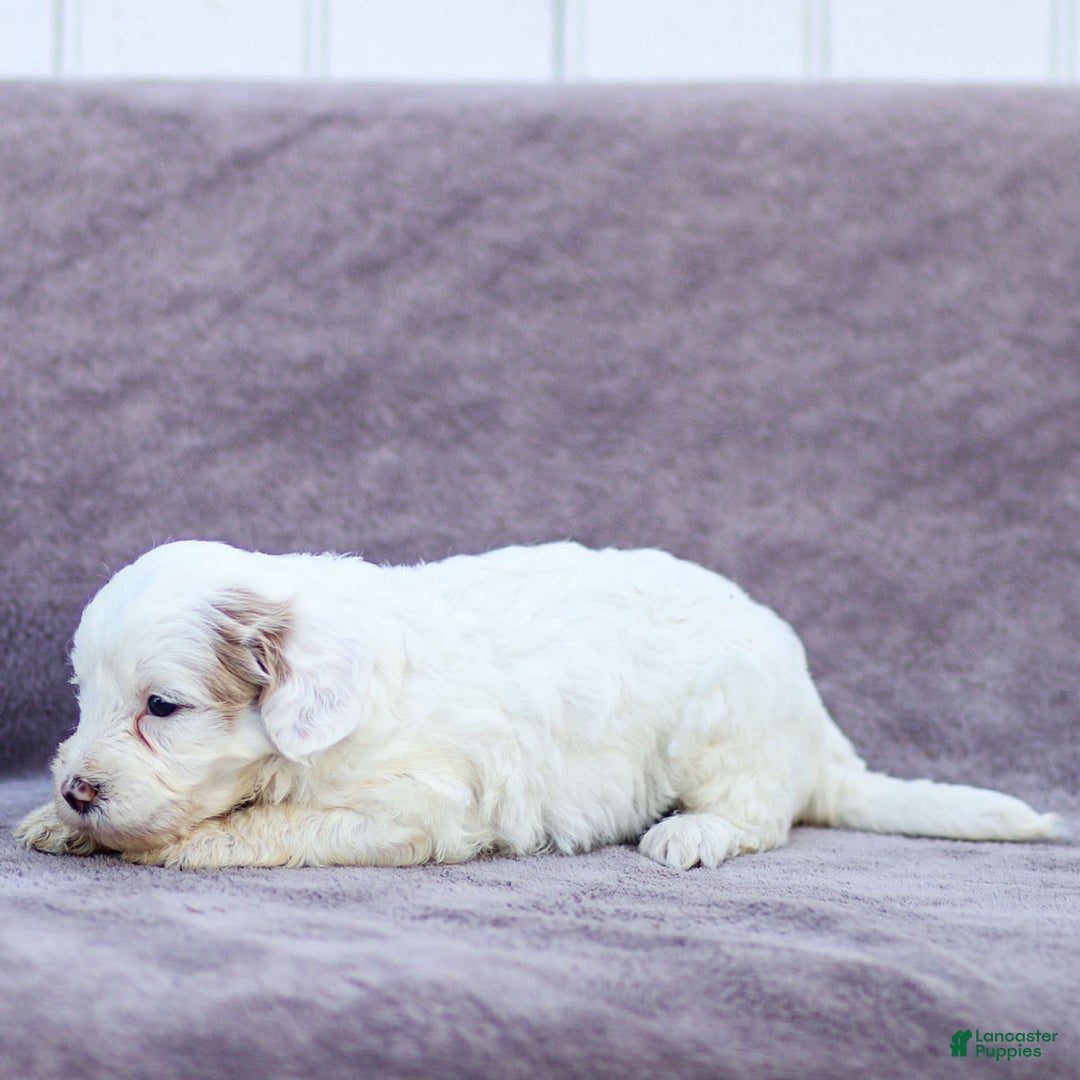Goldendoodle dogs for sale: Odessa - Image 3