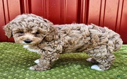 Miniature Poodle dogs for sale: Bria - Image 1