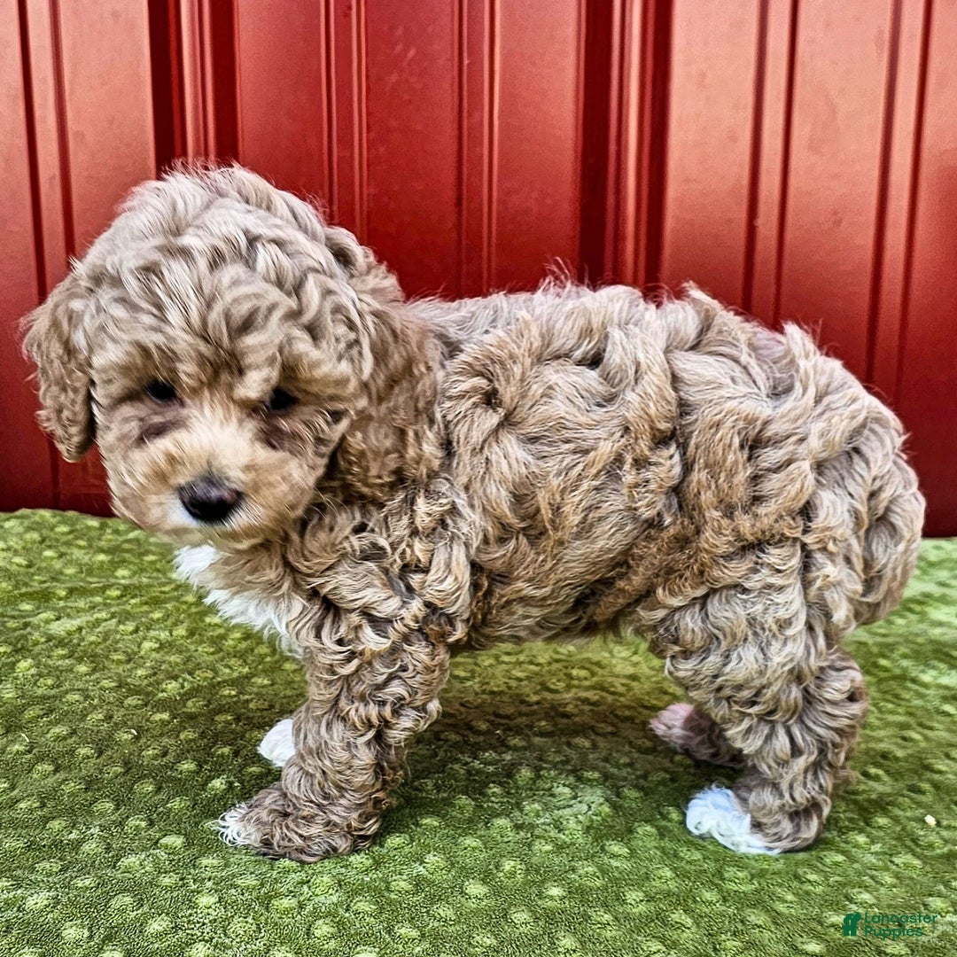 Miniature Poodle dogs for sale: Bria - Image 1