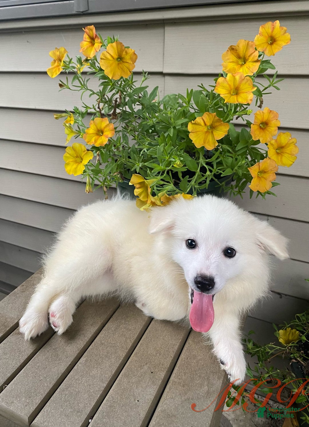 American Eskimo dogs for sale: Violet - Image 9