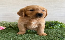 Golden Retriever dogs for sale: Lola - Image 8
