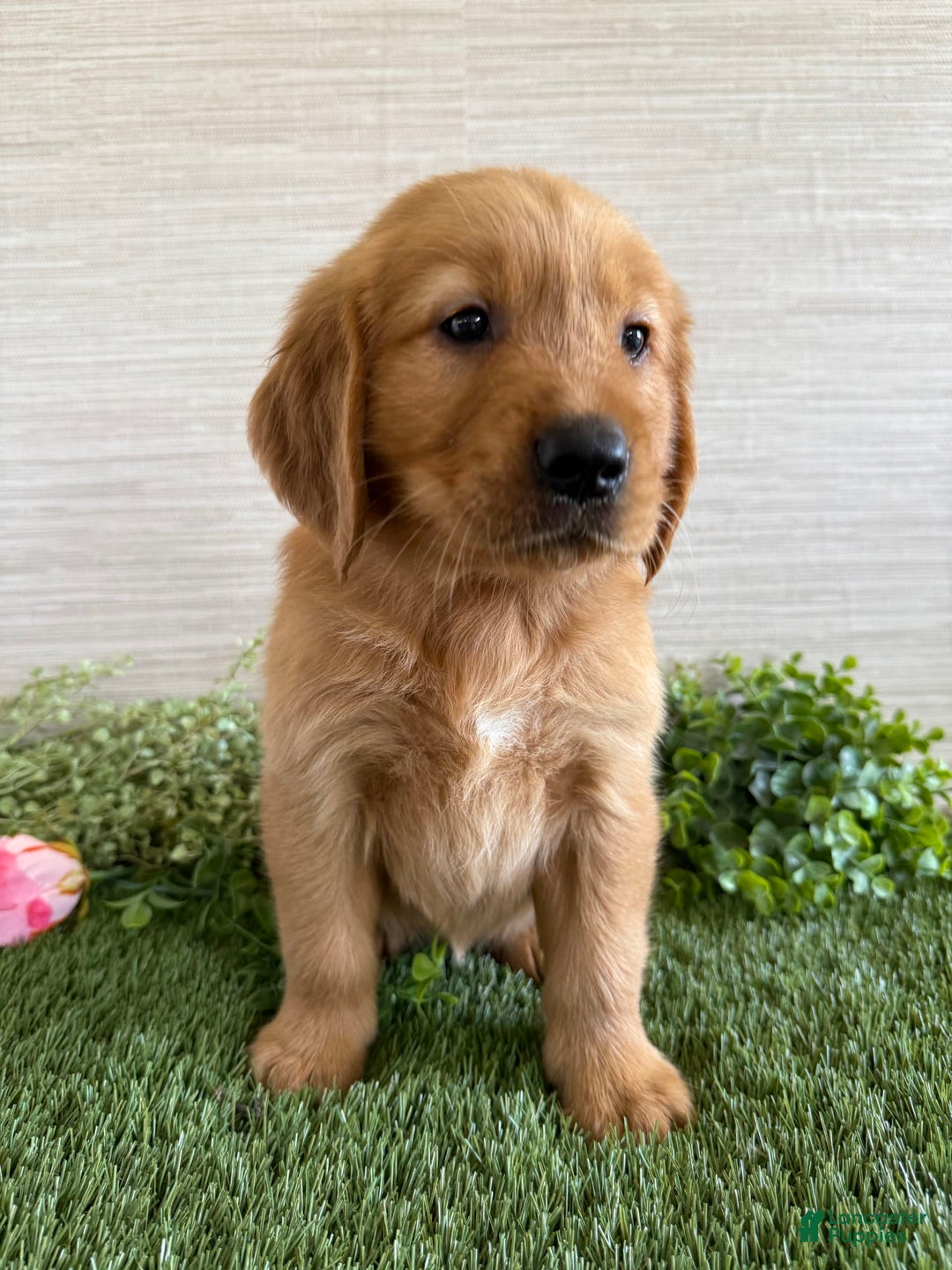 Golden Retriever dogs for sale: Lola - Image 8