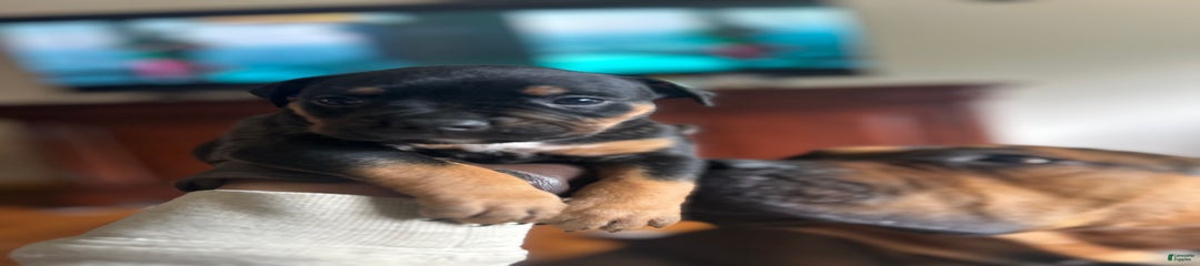 Tyson