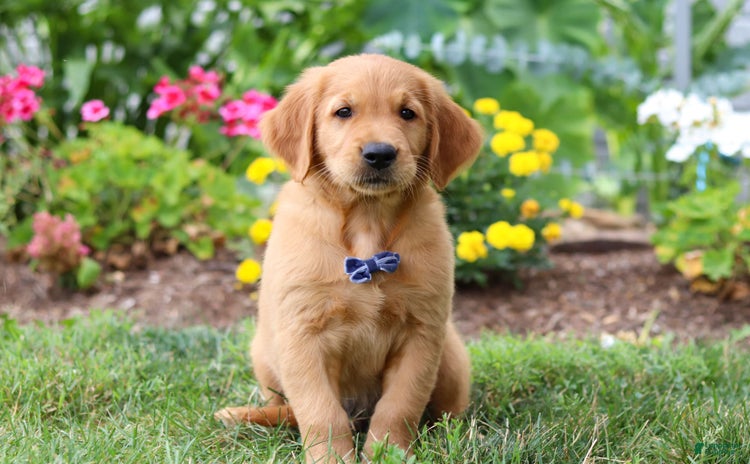 Golden Retriever dogs for sale - Ad 3