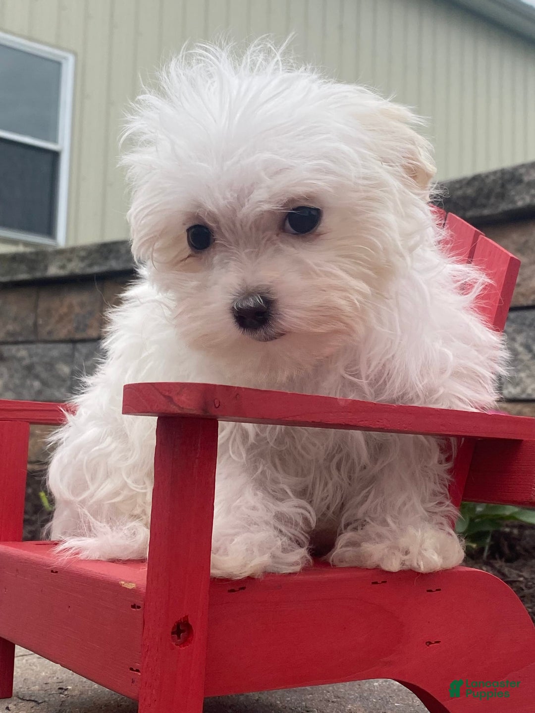 Maltese dogs for sale: Mya - Image 4