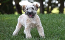 Soft Coated Wheaten Terrier dogs for sale: Jade - Image 3