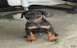 Doberman Pinscher dogs for sale: Boy 1 - Image 2