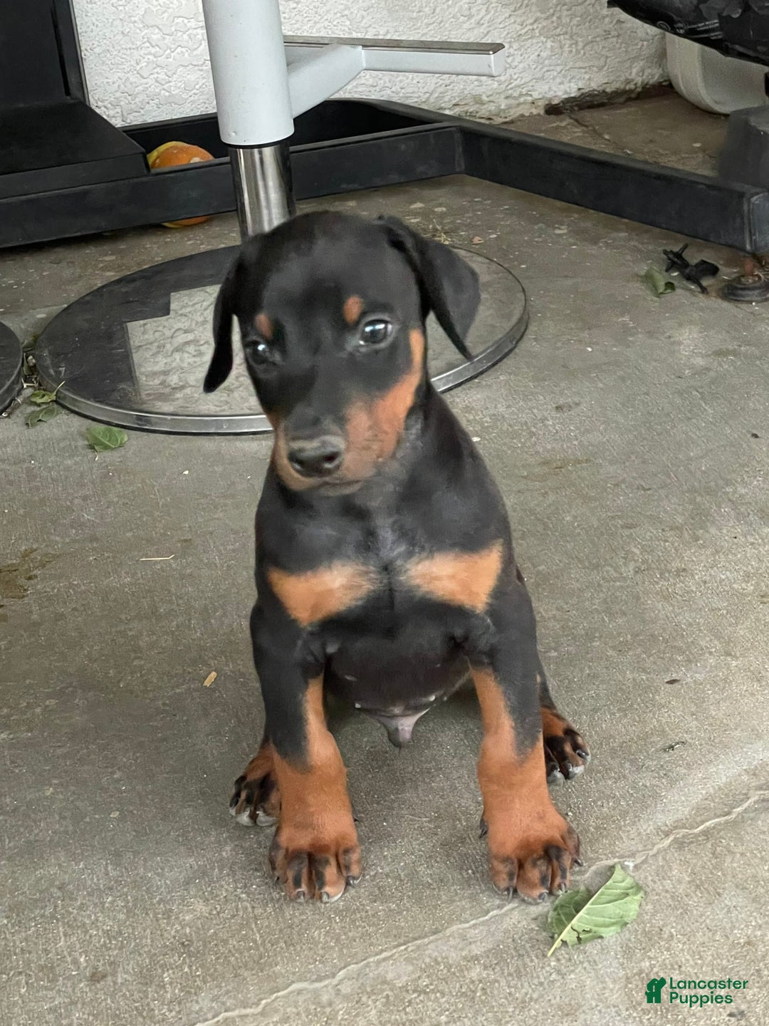 Doberman Pinscher dogs for sale: Boy 1 - Image 2