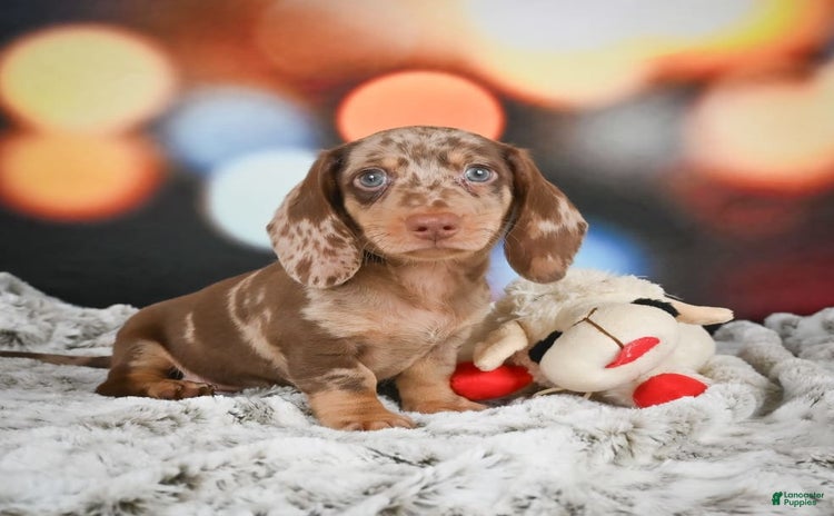 Miniature Dachshund dogs for sale - Ad 3
