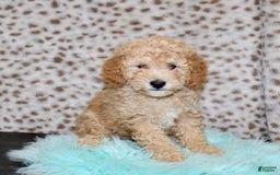 Miniature Poodle dogs for sale: Cliff - Image 4
