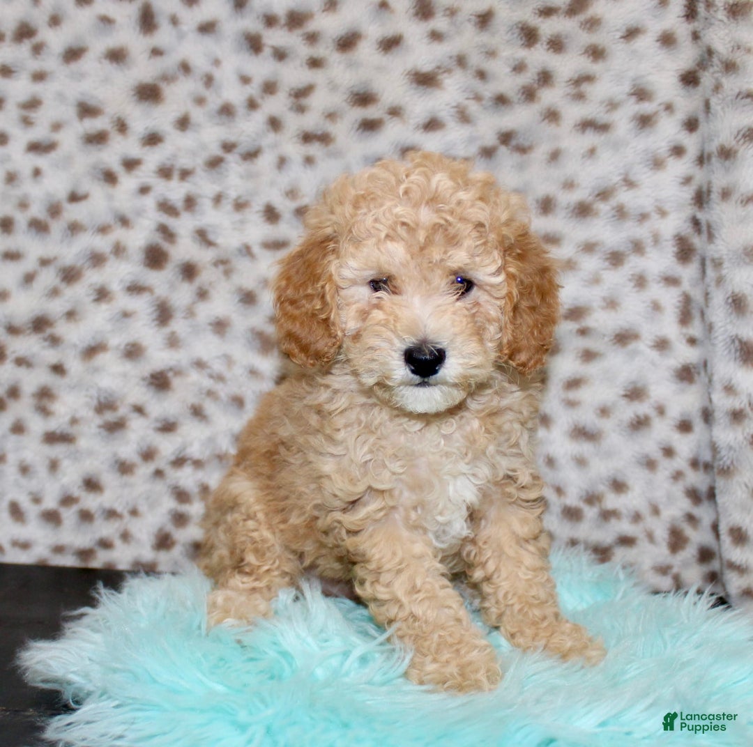 Miniature Poodle dogs for sale: Cliff - Image 4