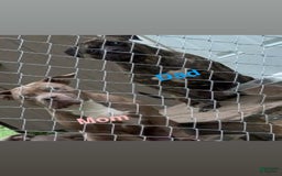 American Bully dogs for sale: Junior - Image 3