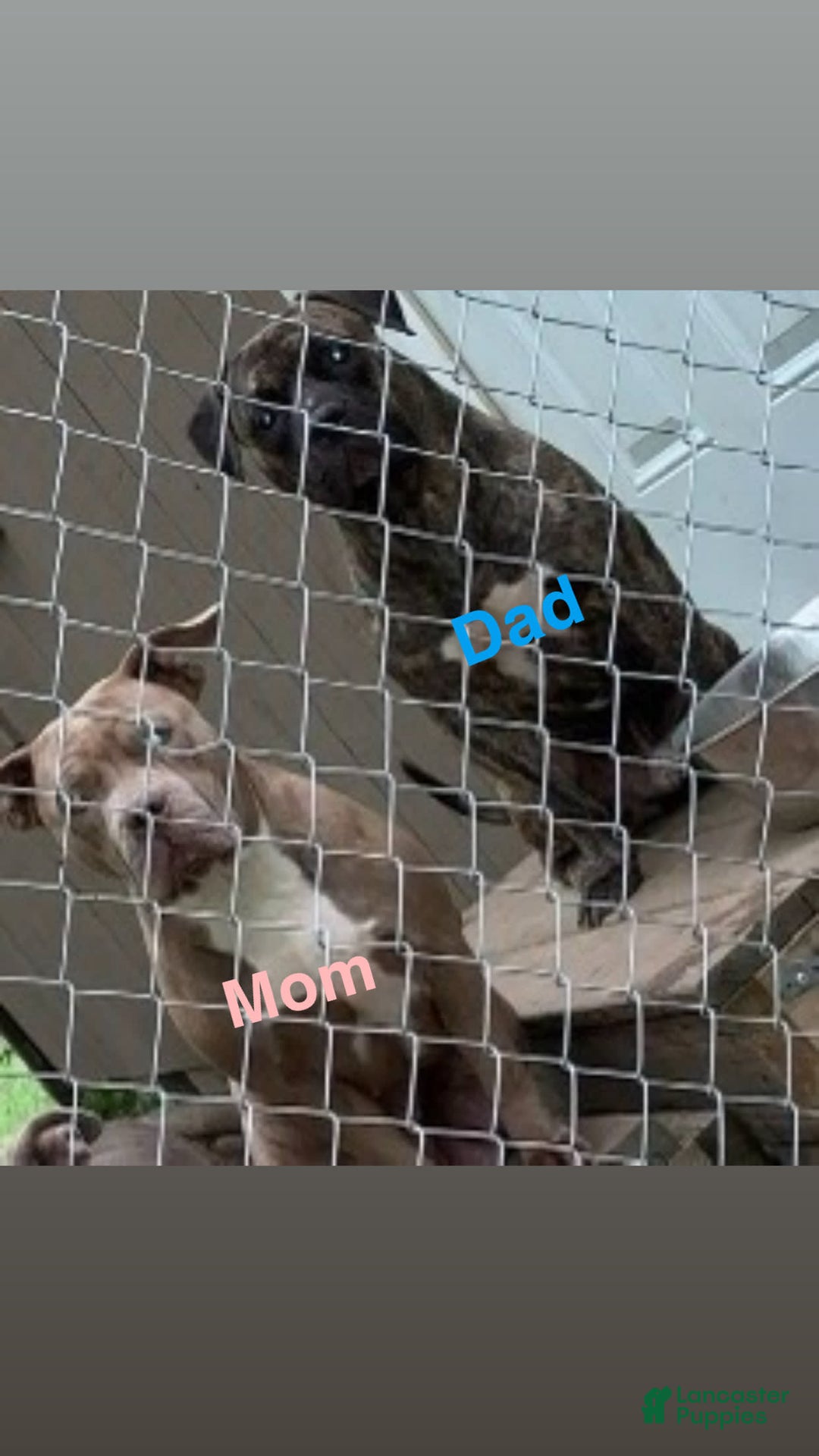 American Bully dogs for sale: Junior - Image 3