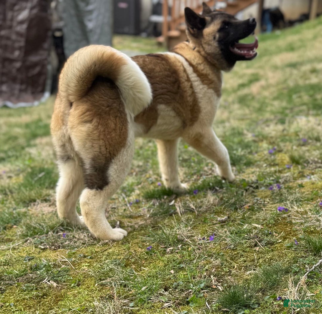 Akita dogs for sale: Nala - Image 1