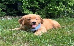 Golden Retriever dogs for sale: Hunter - Image 3