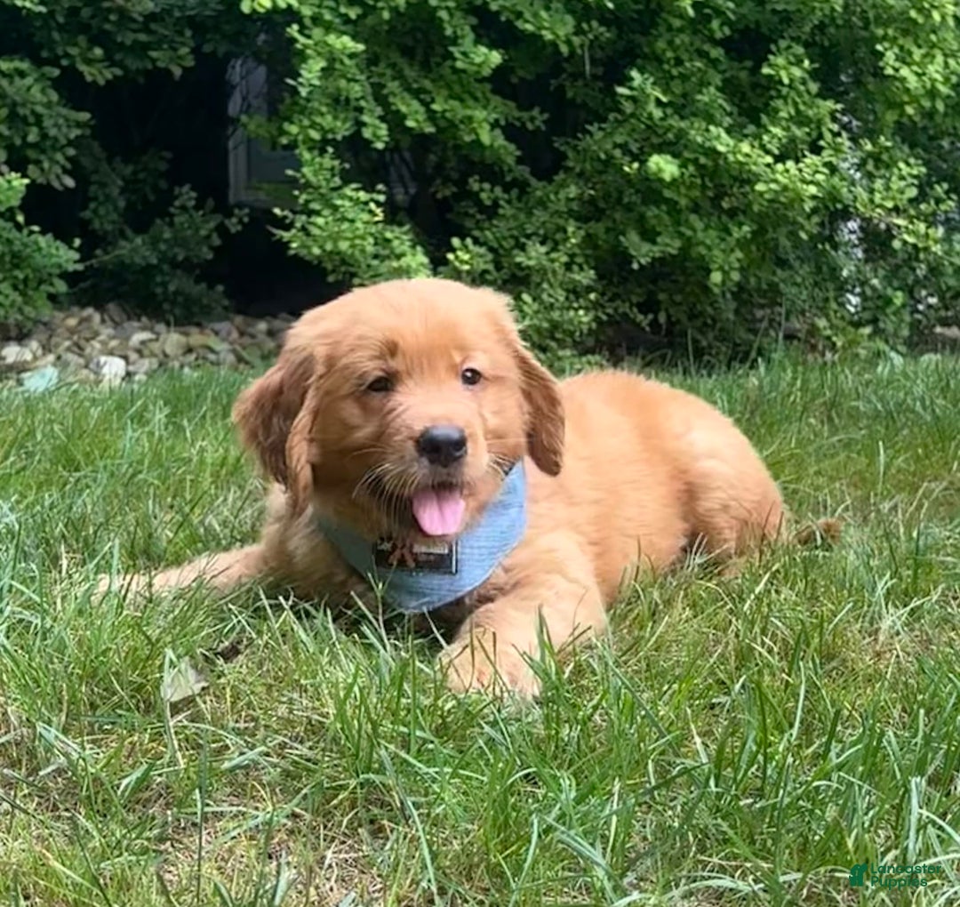 Golden Retriever dogs for sale: Hunter - Image 3