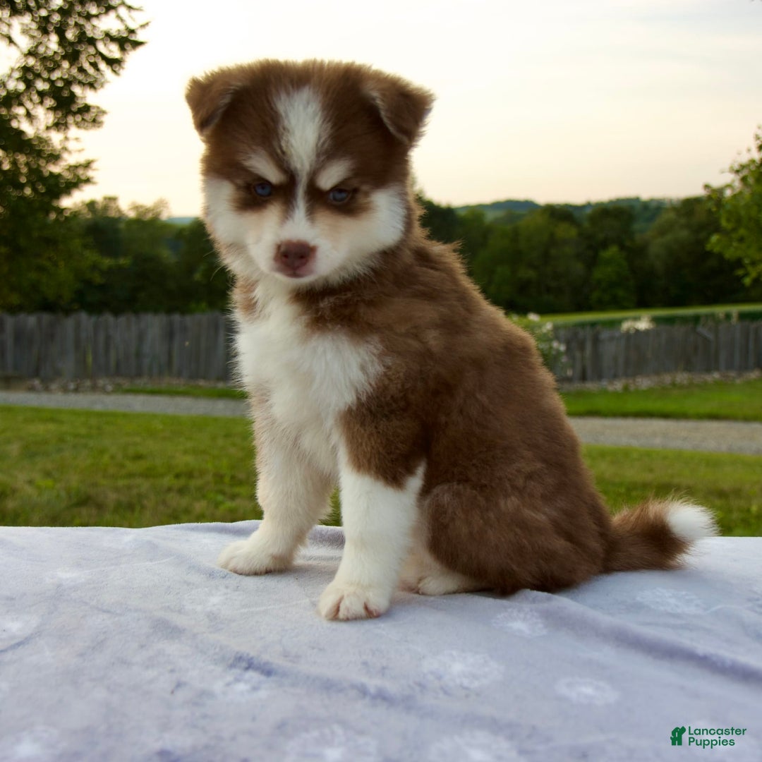Pomsky dogs for sale: Raina - Image 1