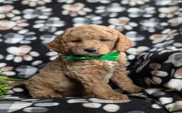  dogs for sale: Mini Goldendoodle 4 puppies - Image 18