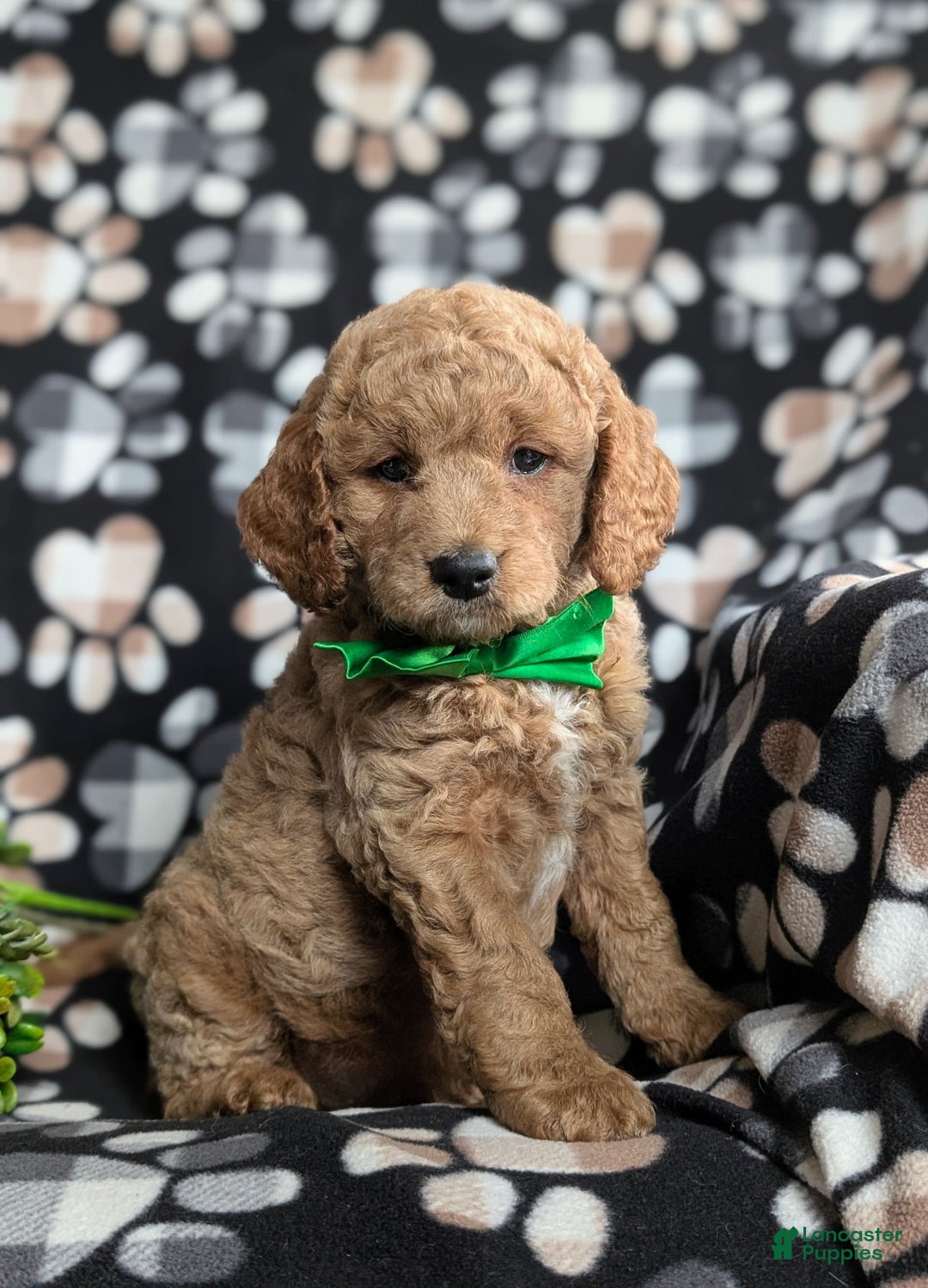  dogs for sale: Mini Goldendoodle 4 puppies - Image 18