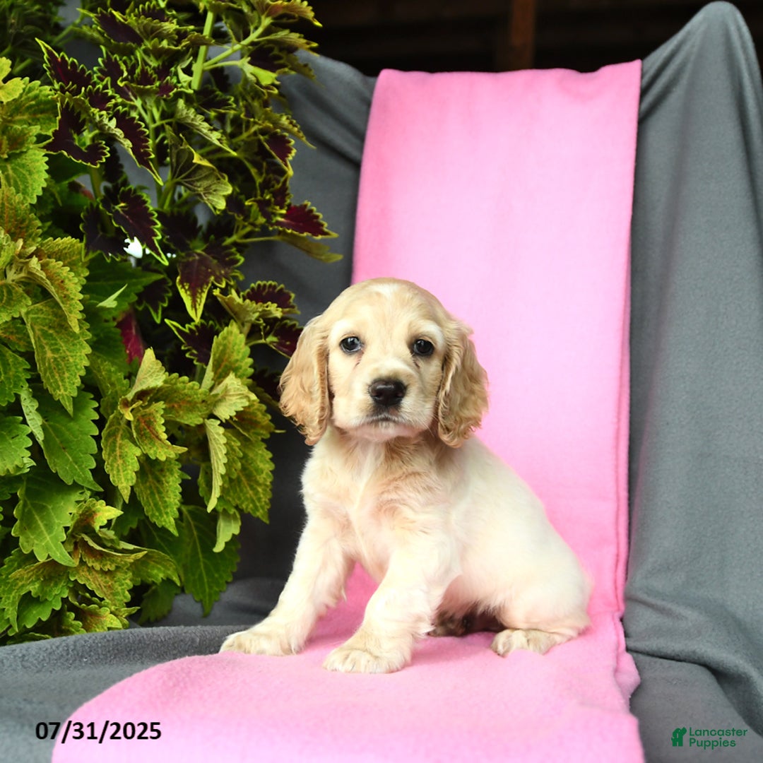Cocker Spaniel dogs for sale: Elliot - Image 4
