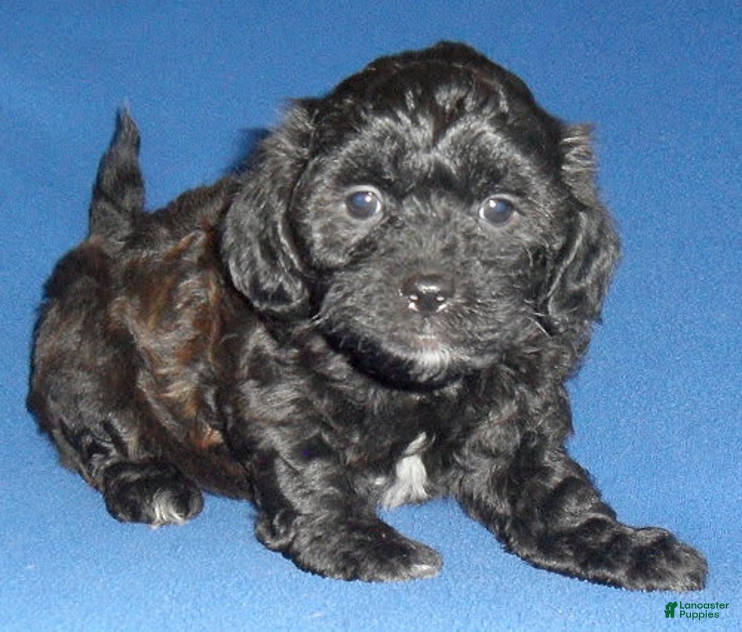 Shihpoo dogs for sale: Shih-Poo 4 puppies - Image 6