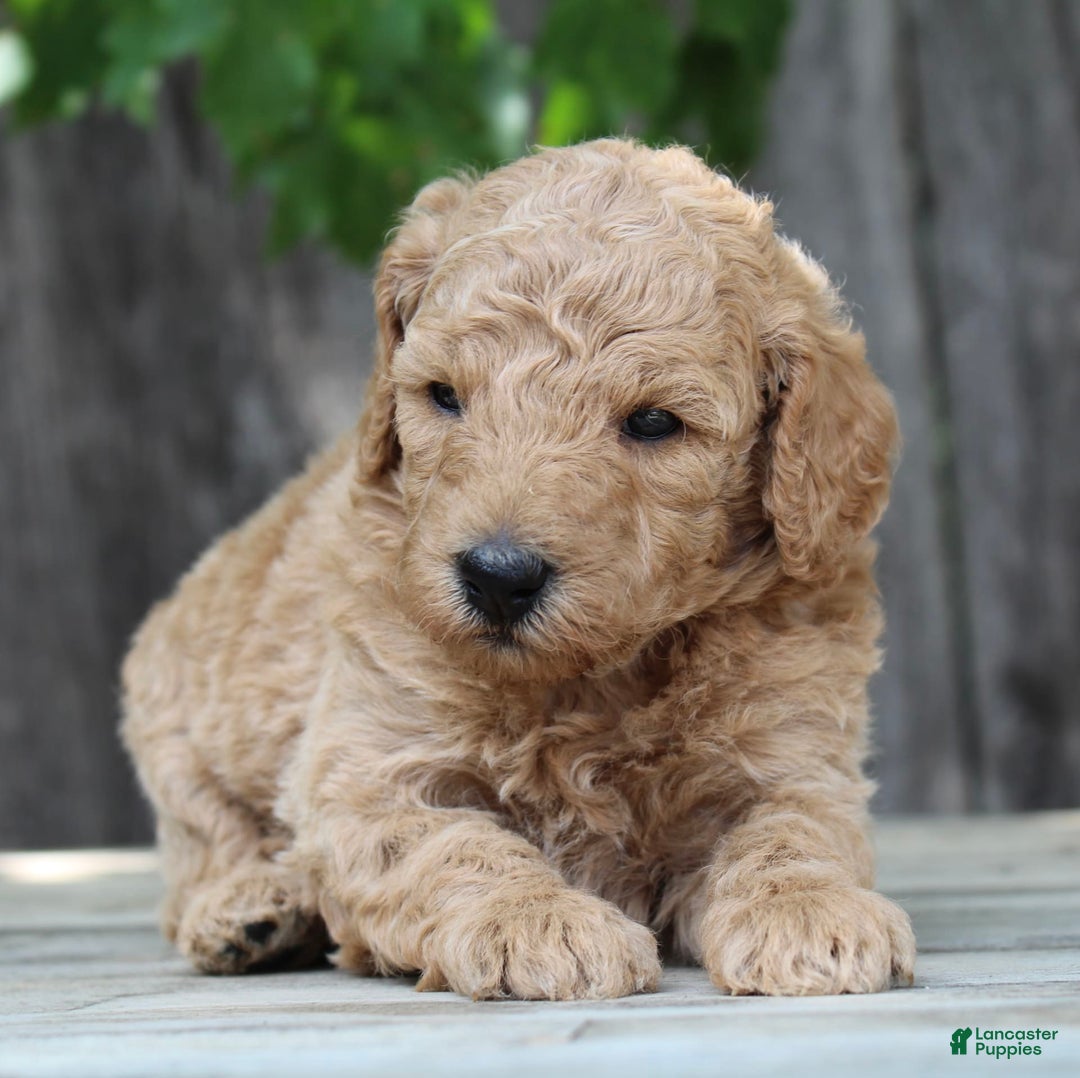 Standard Poodle dogs for sale: Bristol Moyen - Image 9