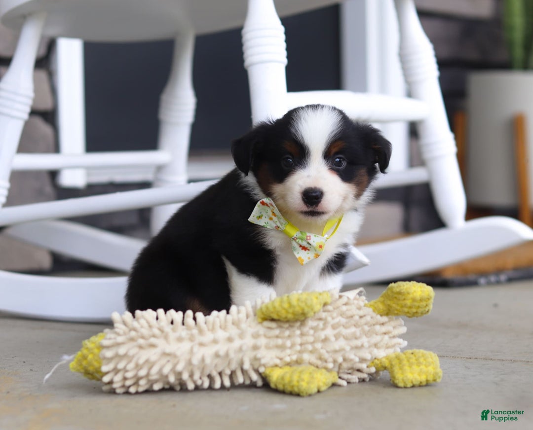 Australian Shepherd dogs for sale: Zeke - Image 2