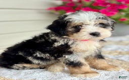 Mini Bernedoodle dogs for sale: Callie - Image 12