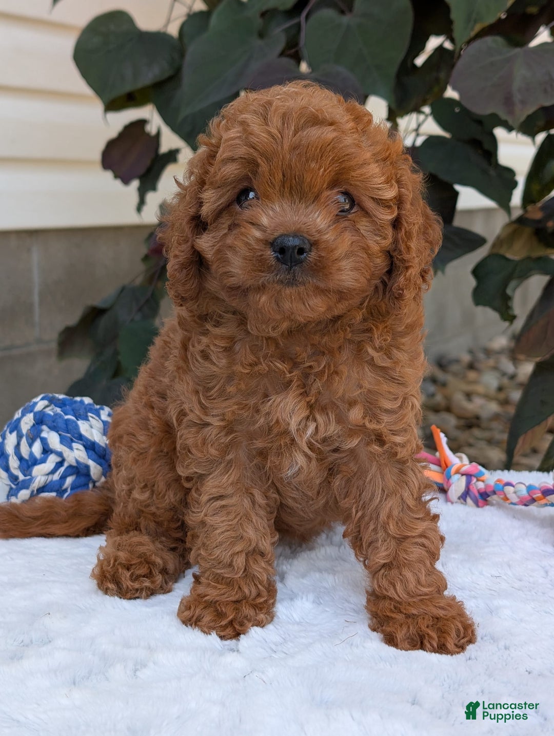 Cavapoo dogs for sale: Ginger - Image 26