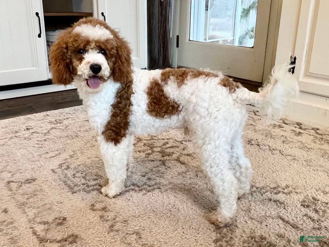 Labradoodle dogs for sale: Kennedy - Image 6