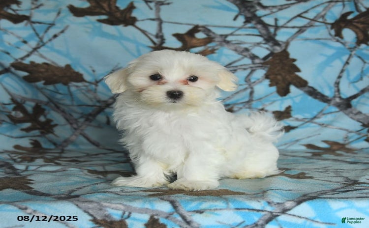 Maltese dogs for sale - Ad 2
