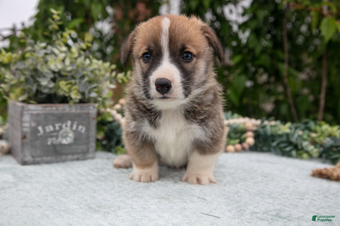 Welsh Corgi Pembroke dogs for sale: Micky - Image 5