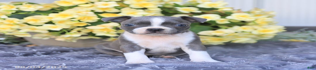 Hazel